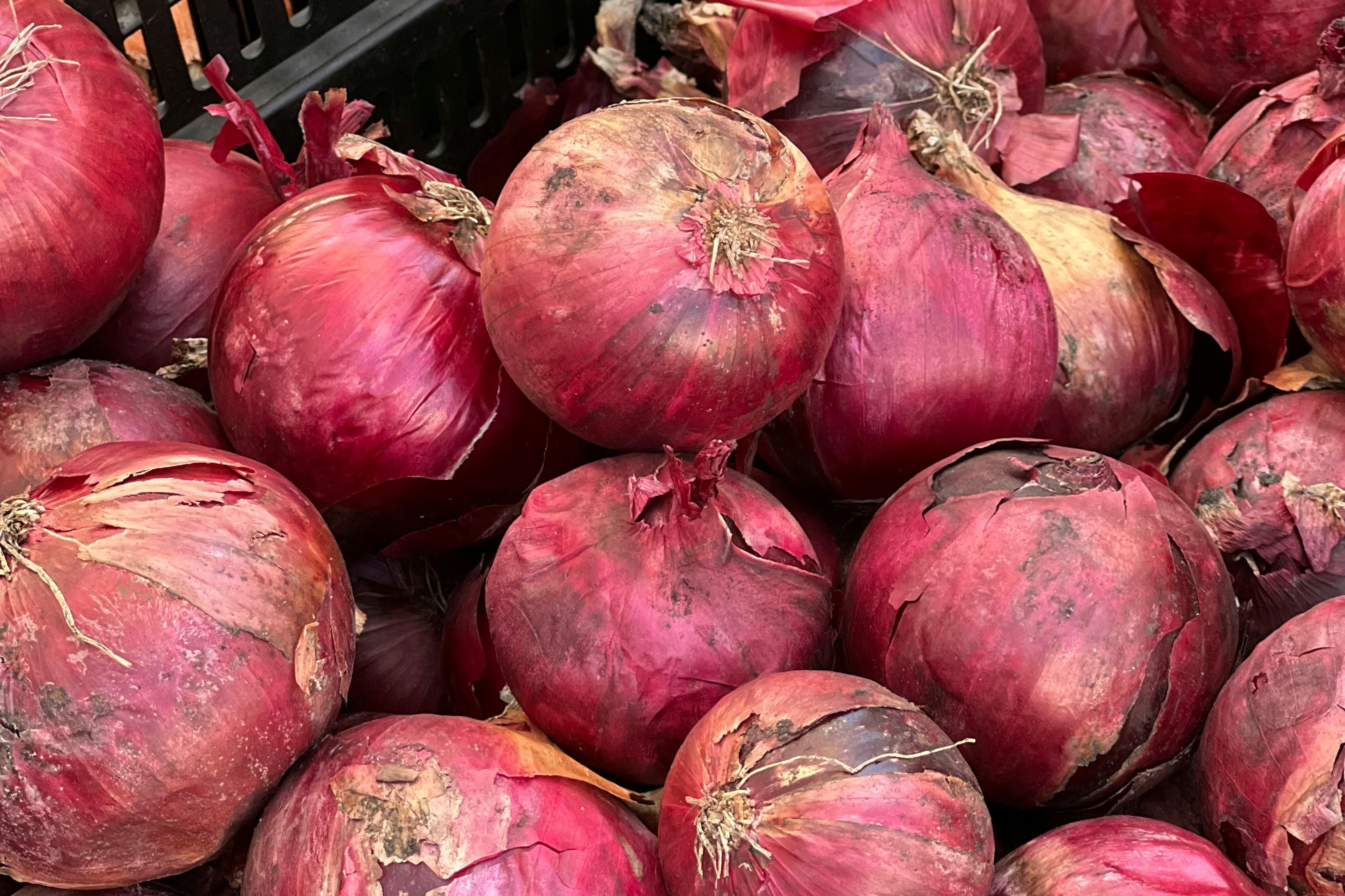 fresh onions